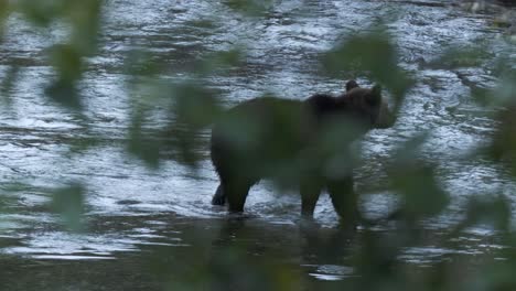 grizzly bear in salmon river through branches chases fish, blue hour