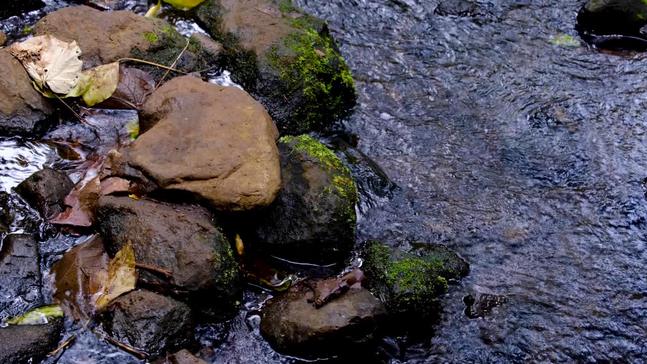 Rocce e muschio in un ruscello