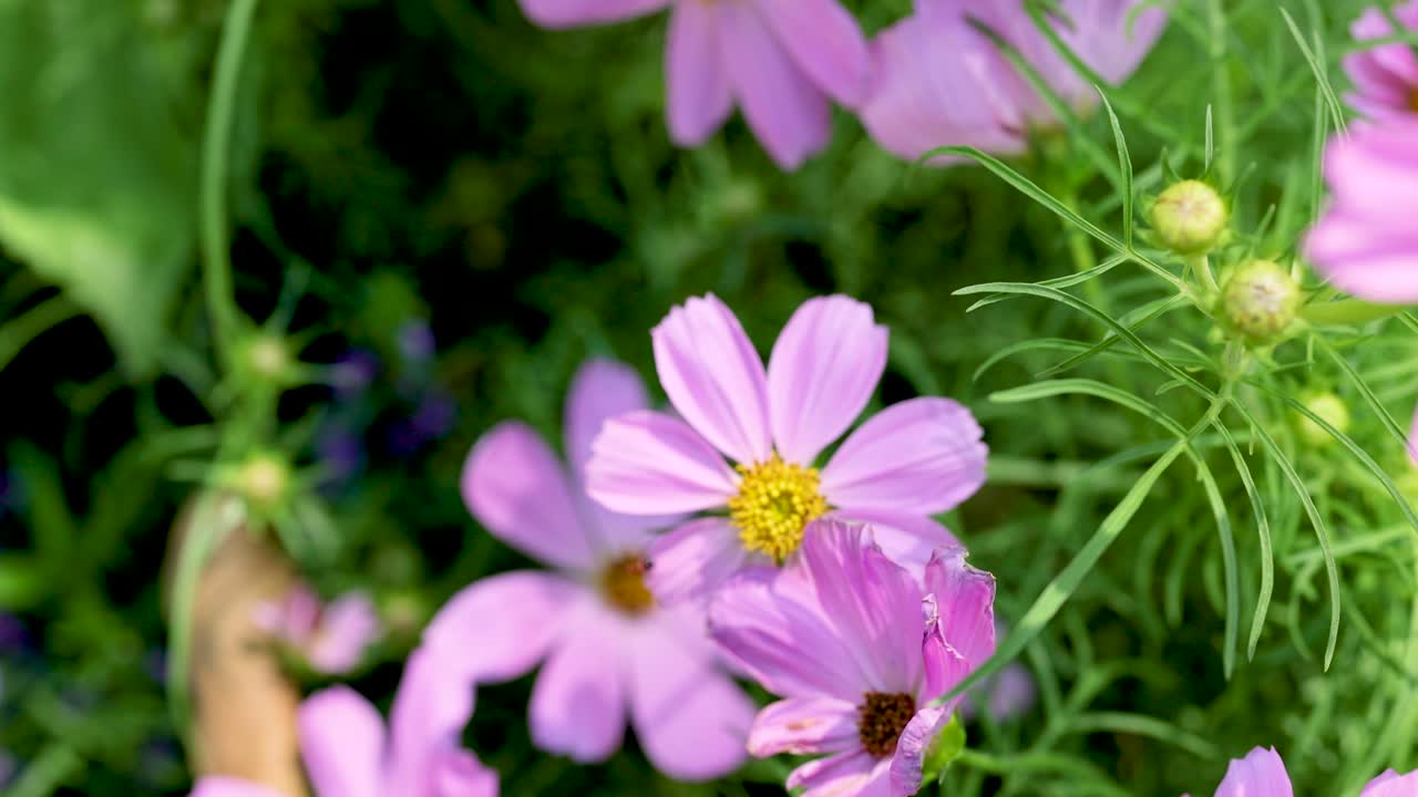 flores rosadas del cosmos en el jardín