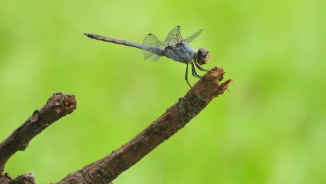 dragonfly relaxing on stick - waiting for hunt