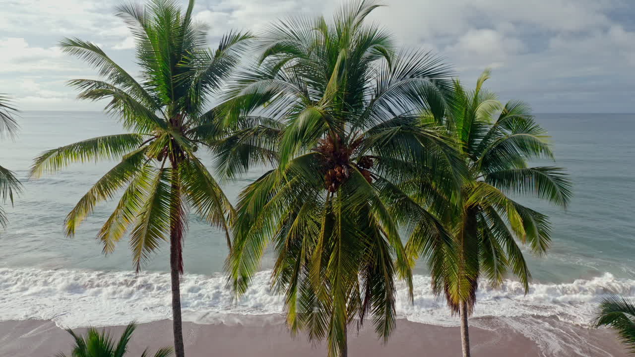 bajando un dron aéreo de palmeras en una playa desierta y un mar ondulado en tambor, costa rica