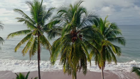 Going-Down-Aerial-Drone-Shot-of-Palms-at-Deserted-Beach-and-Wavy-Sea-in-Tambor,-Costa-Rica