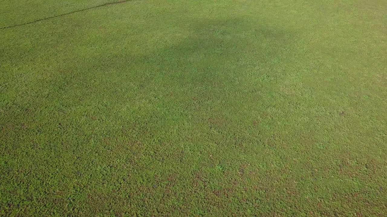 impresionante vuelo aéreo sobre campo verde a lo largo de una enorme roca en tasmania, australia