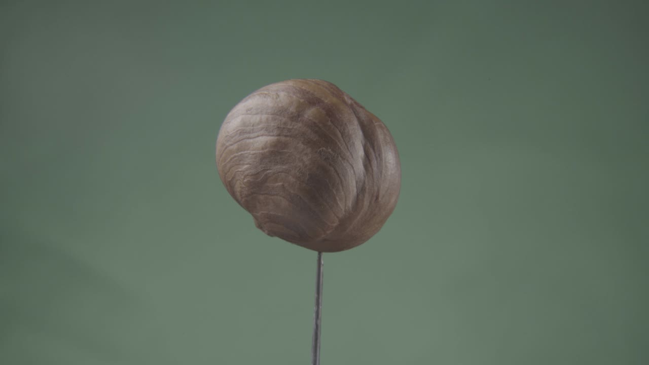 헤이즐은 크로마 키를 위해 그린 스크린에서 루프로 회전합니다.