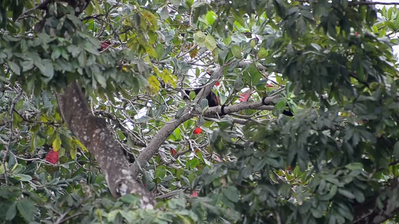 mono aullador de manto escalando a través de la espesa y frondosa selva tropical en costa rica
