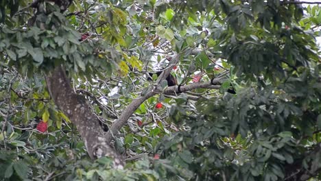 Mantled-howler-monkey-climbing-through-the-thick-and-leafy-rainforest-in-Costa-Rica