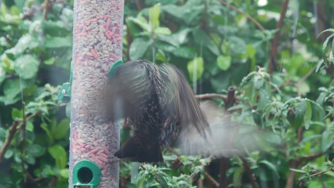 눈이 내리는 영국 정원의 새 모이통에서 음식을 놓고 싸우는 찌르레기