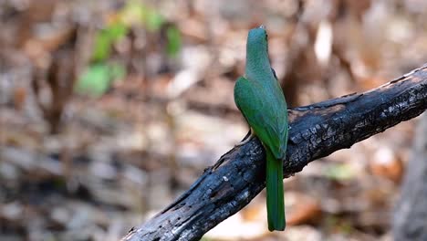 藍胡子蜜蜂食者 (blue-bearded bee-eater) 在馬來西亞半島 (包括泰國) 特定的森林清理區