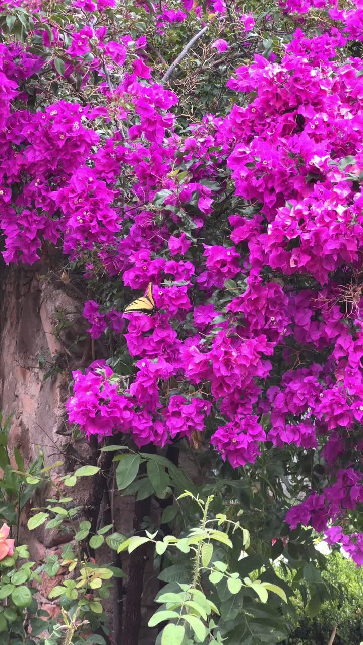 hermosa mariposa bailando y volando en este lugar de colores