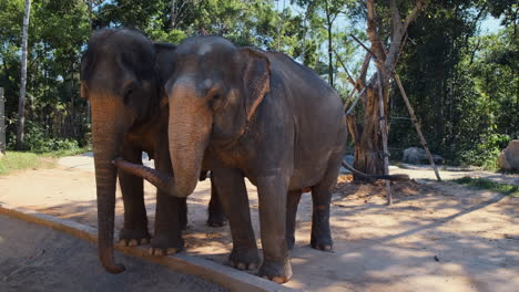 two elephants at the zoo