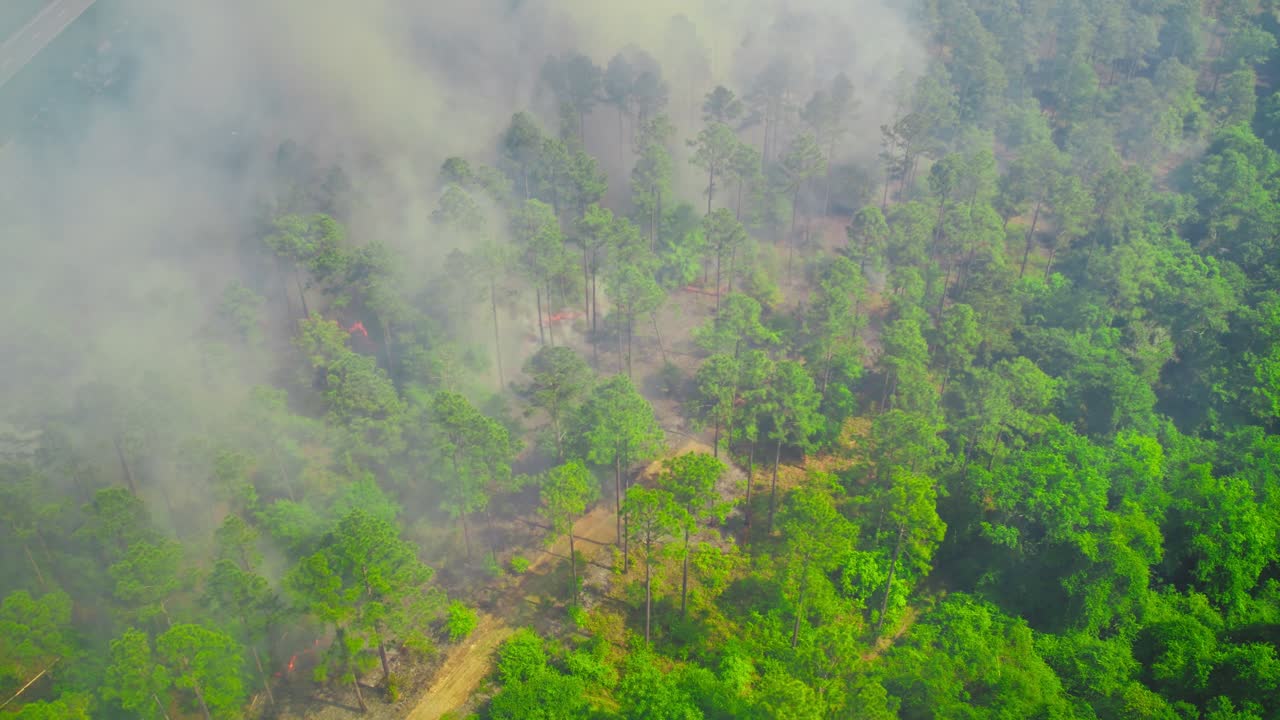 Aerial View of Wildfire Smoke and Scorched Ground in Pine Forest