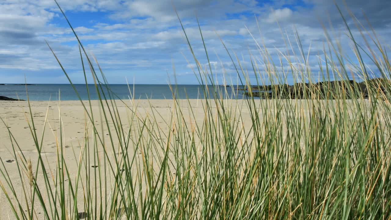 Marram grass on sandy beach, Sanna Bay, Scotland