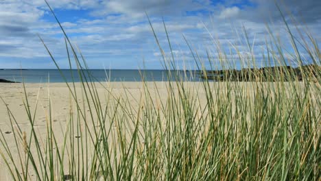marram grass on sandy beach, sanna bay, scotland