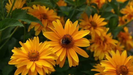 Close-view-of-bee-flying-and-sitting-on-bright-yellow-flowers,-harvesting-pollen-an-nectar,-focus-is-on-the-flower-and-bee,-background-is-blurry