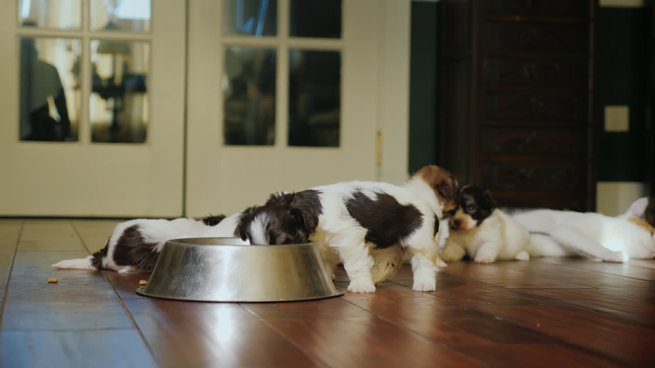 unos cachorritos lindos comen de un tazón en el fondo detrás de ellos mirando a un gato