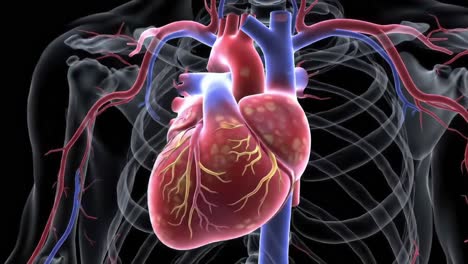 detailed anatomy visualization of the human heart: an insight into the structure and functionality of the cardiac system and circulatory dynamics