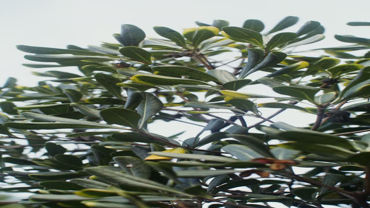 울창 한 초록색 나무 잎자루 의 근접적 인 모습