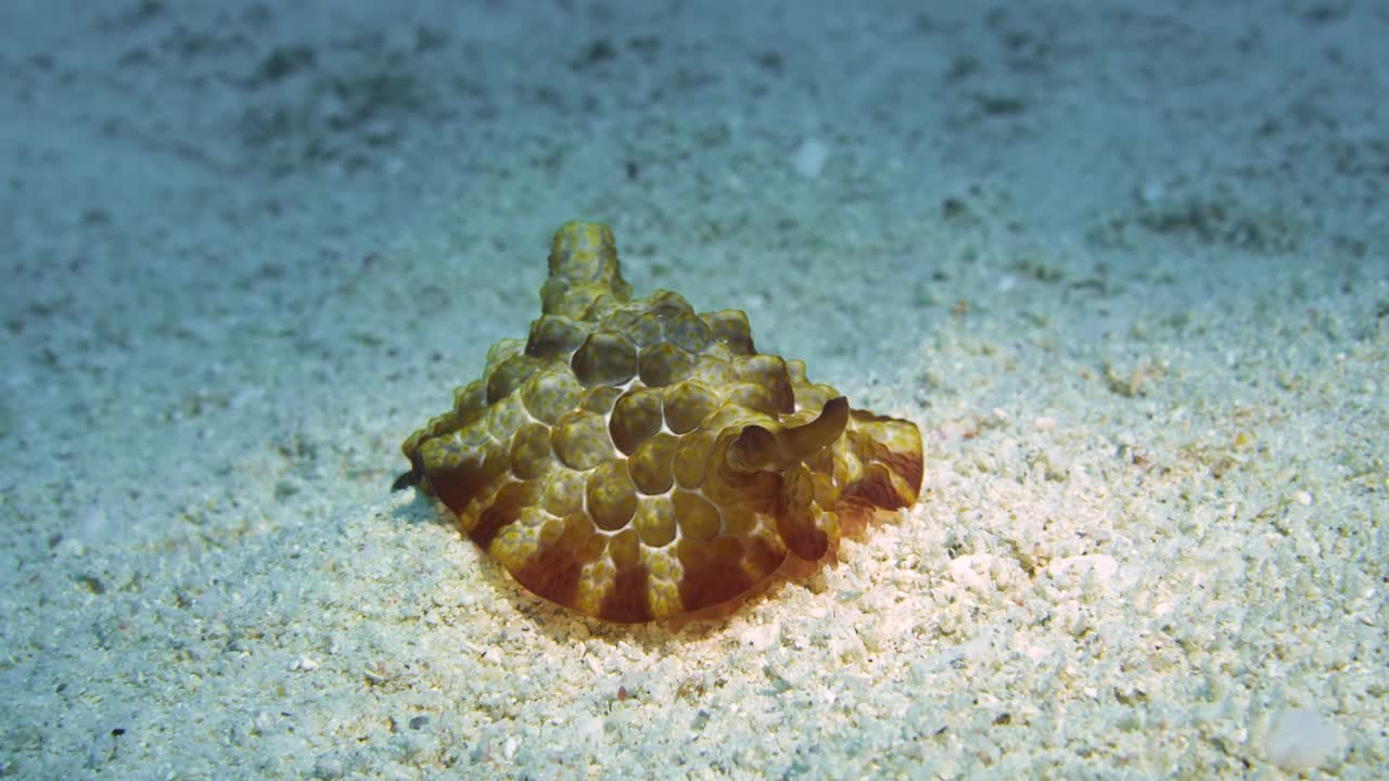vista frontal de un nudibranquio con aspecto de tortuga