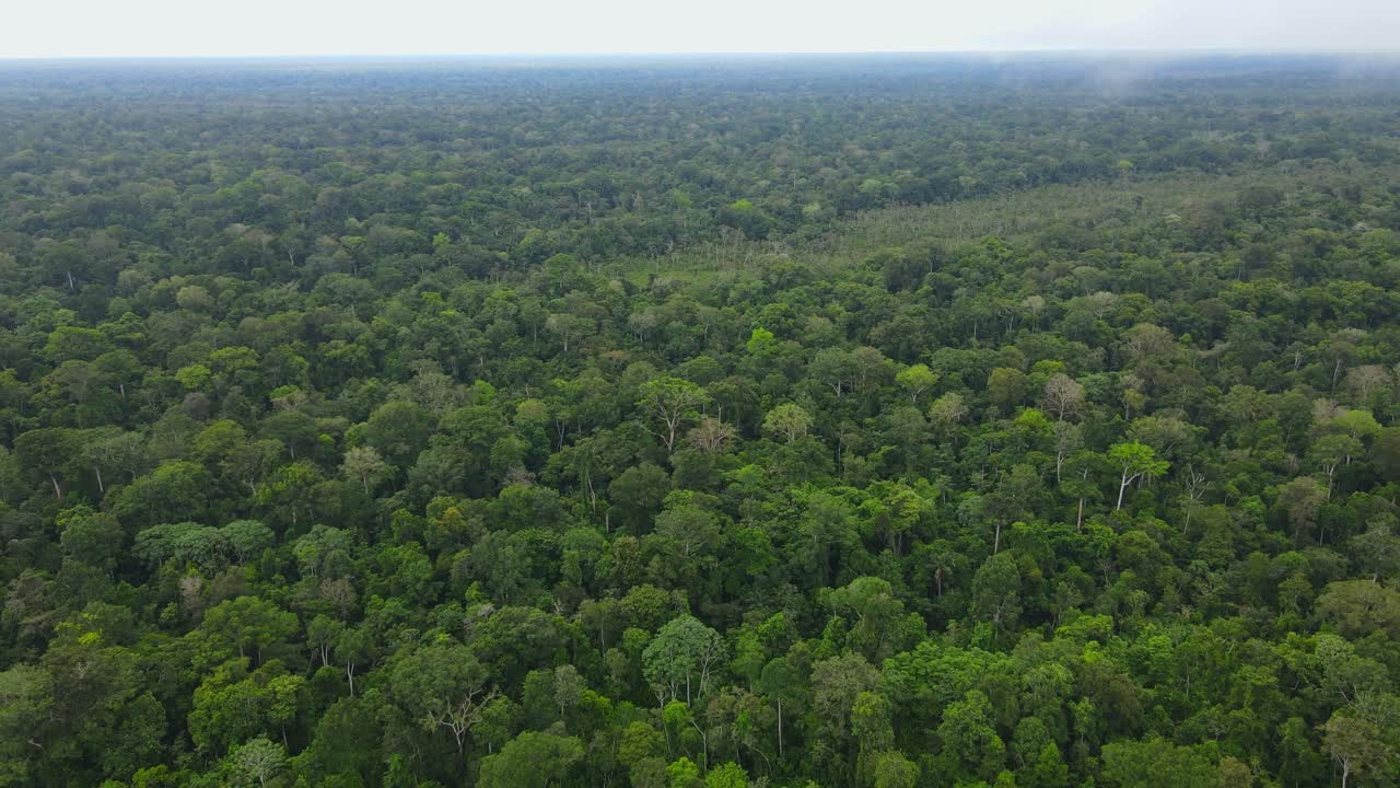 항공 보기 이동 샷, 콜롬비아 아마존 숲의 키 큰 나무의 경치 좋은 전망, 배경에 밝은 푸른 하늘