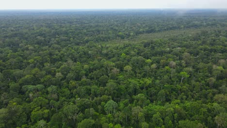 Aerial-view-moving-shot,-scenic-view-of-the-tall-trees-of-the-amazon-forest-in-Colombia,-bright-blue-sky-in-the-background