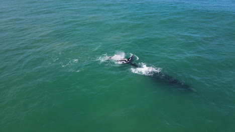 vista de drones de ballena atigrada con su madre derecha del sur, océano aguamarina - temporada de ballenas en hermanus, cabo occidental, sudáfrica