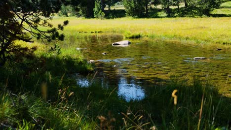 calm meadow stream surrounded by grass and trees on a sunny day in nature