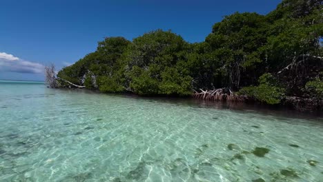 Kristallklares-Wasser-Mit-Mangrovenwald-In-Los-Roques,-Lebendiges-Wasserleben-Sichtbar