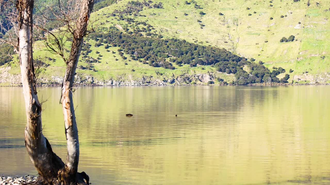 A serene lakeside view with trees and hills, captured in bright daylight. Calm water reflects the lush greenery