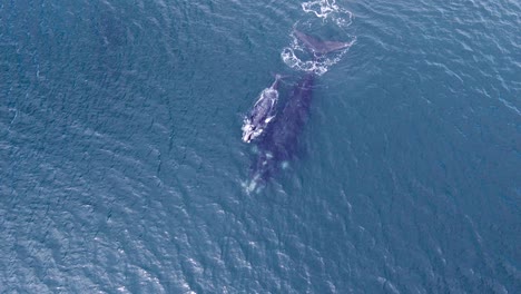 ballena bebé que sigue a la madre sube para exhalar la superficie - vista aérea de arriba hacia abajo en cámara lenta