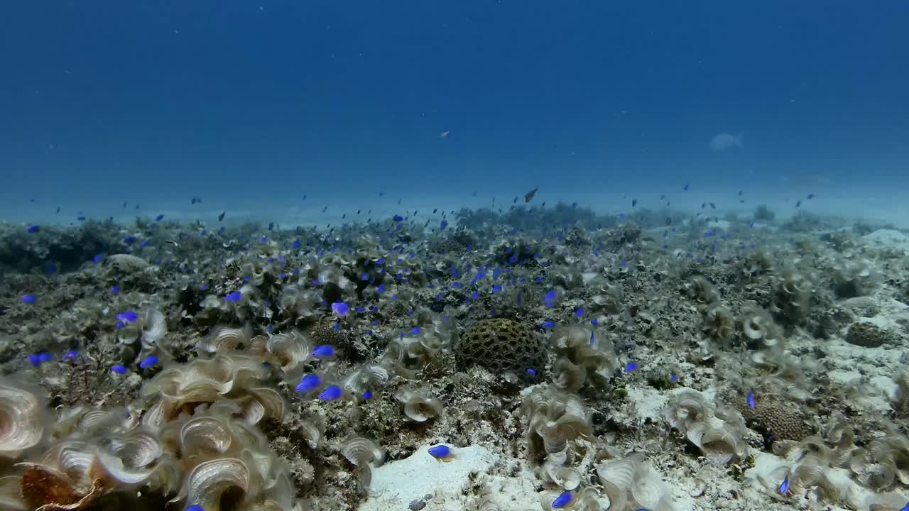 drifting over coral reef with many blue reef fishes