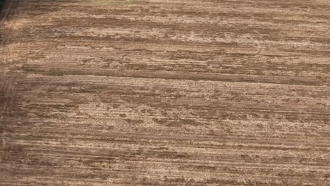 aerial slow motion footage captures golden harvested soil with visible linear patterns and dry residue. the texture and warm tones highlight agricultural land after crop collection.