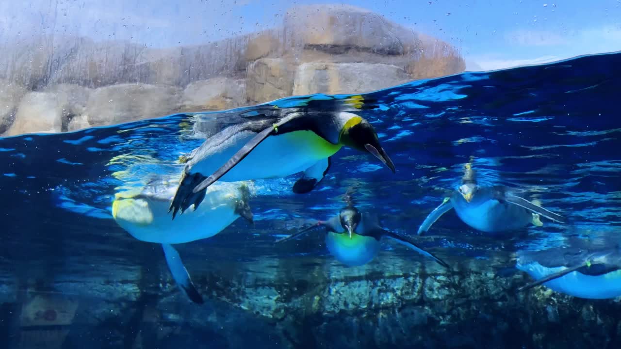 King Penguins Swimming Underwater