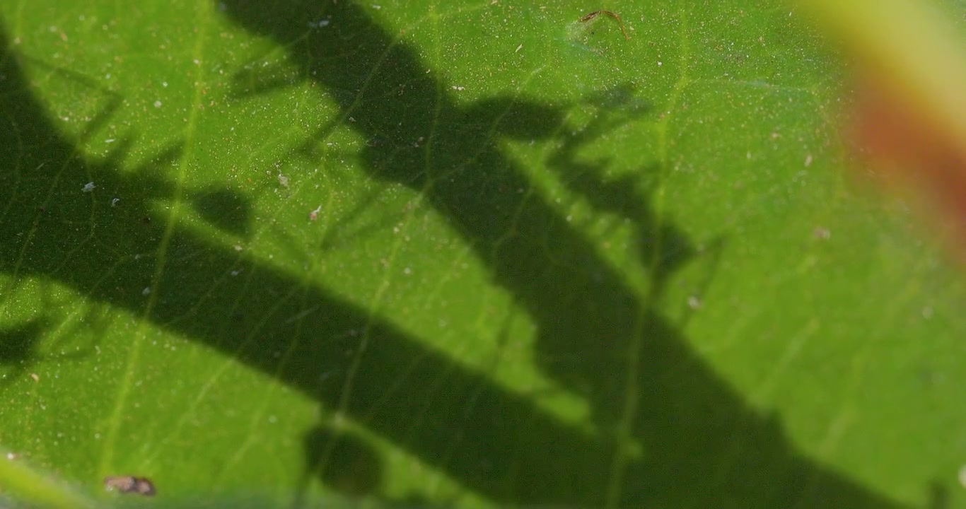 Shadows of busy ants glide across a green leaf, revealing every fine vein and surface detail , artistic