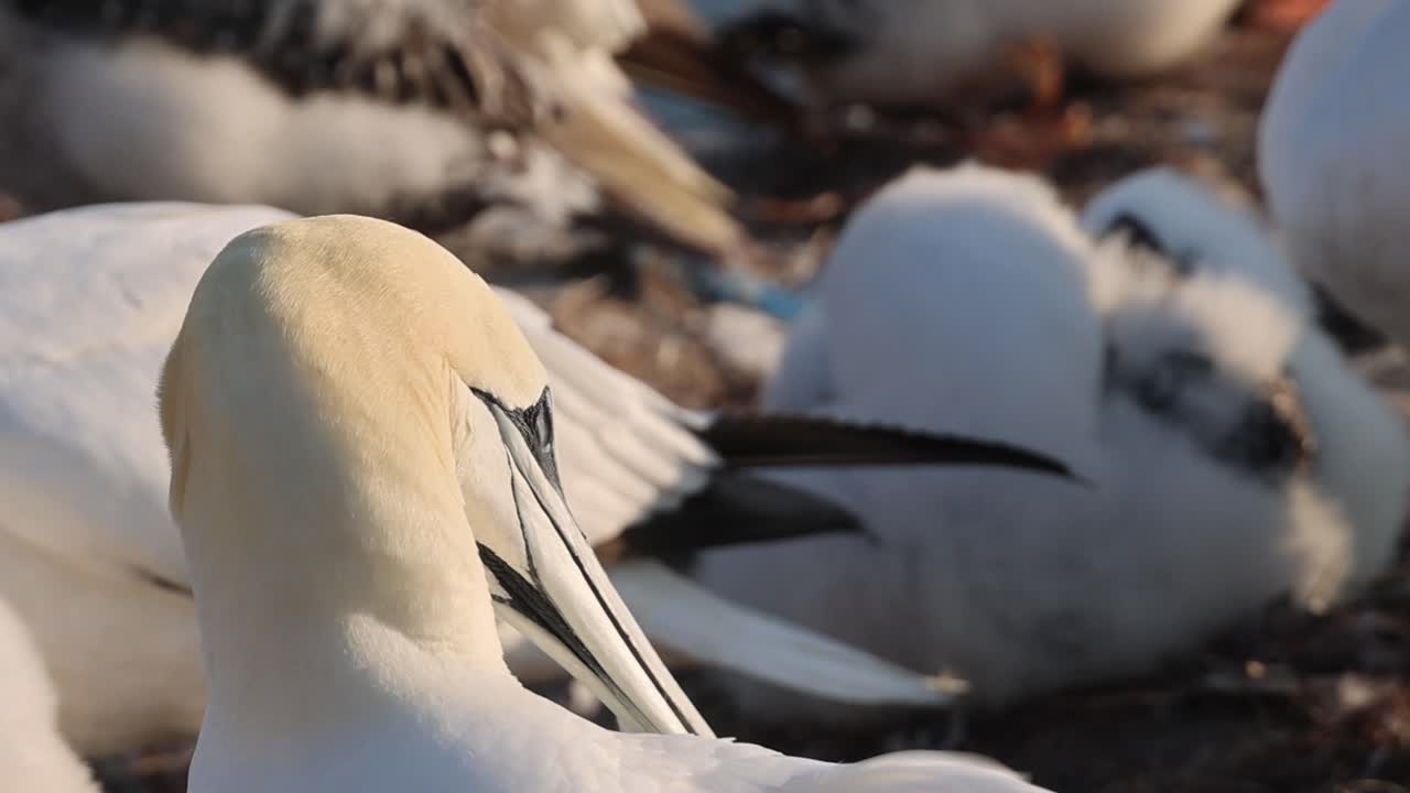 Havsuler – Morus bassanus – på de røde klippene på den tyske øya Helgoland, Schleswig-Holstein, Tyskland, Europa.