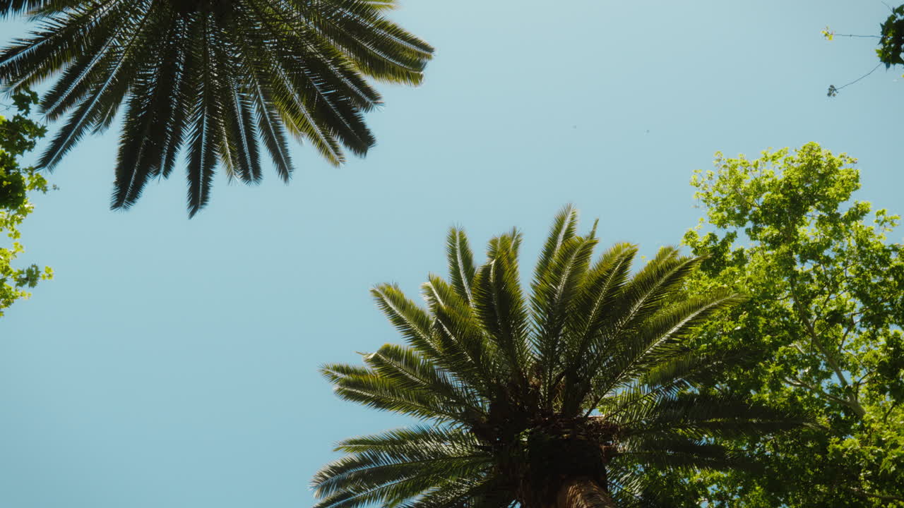 Serene view of palm trees against a clear blue sky in Mallorca, Spain. Perfect for travel promotions and tropical-themed projects.
