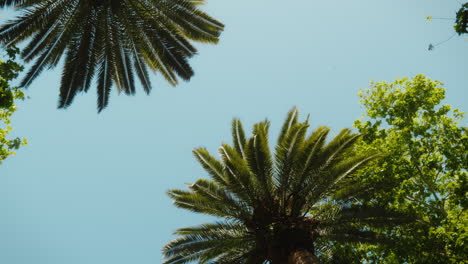serene view of palm trees against a clear blue sky in mallorca, spain. perfect for travel promotions and tropical-themed projects.