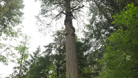 Wide, tilting up shot, into a tree canopy