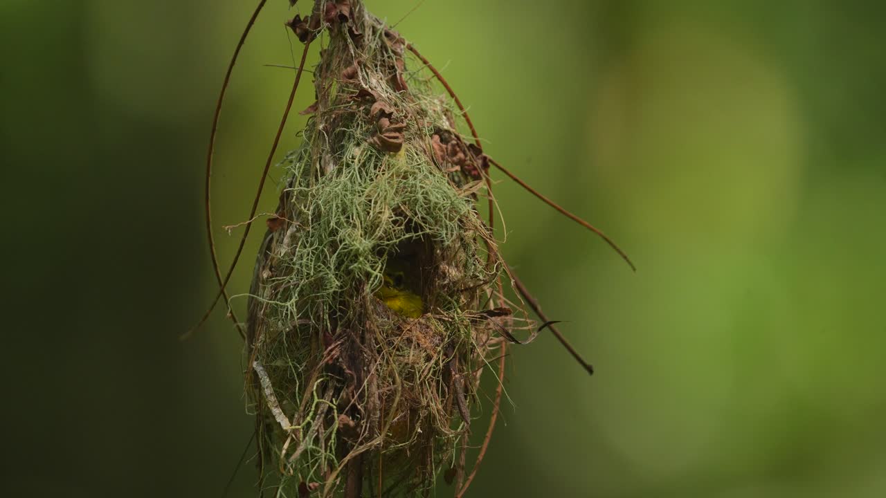 un polluelo de pájaro sol de garganta marrón está en su nido