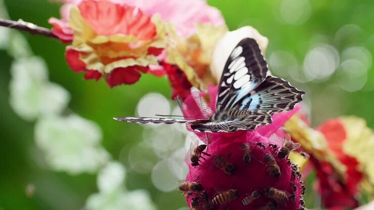 Primo piano di farfalla che impollina su fiore rosso