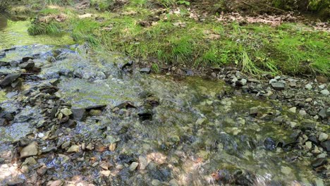 Arroyo-En-El-Bosque-En-Un-Día-De-Primavera.