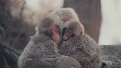 familia de monos de nieve durmiendo mientras se abrazan
