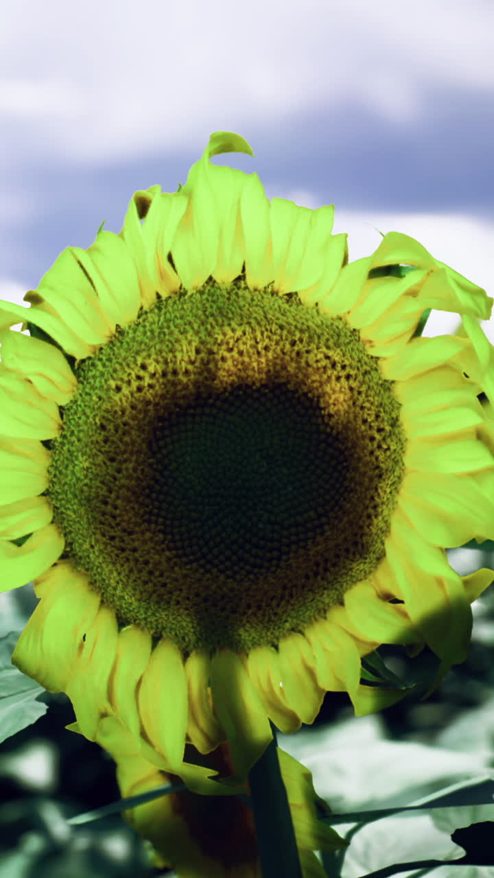 Sunflowers blooming in a vibrant field under cloudy skies