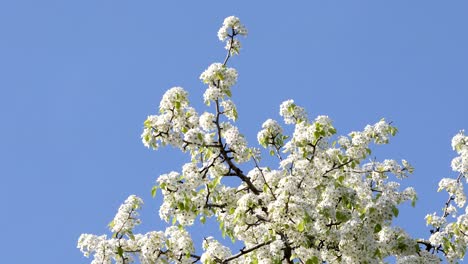 blooming pear flower swinging in the wind