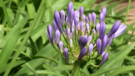 close-up of a lilac leek flower, with a blurred background of green leaves