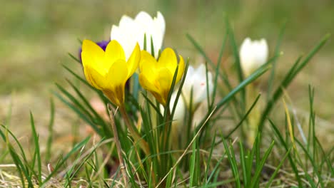 clump of colorful crocuses flowering between the grass