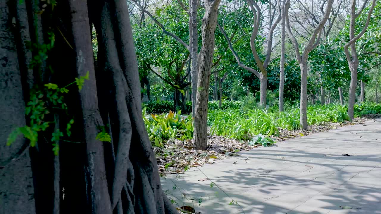 Park Scene with Pathway and Trees