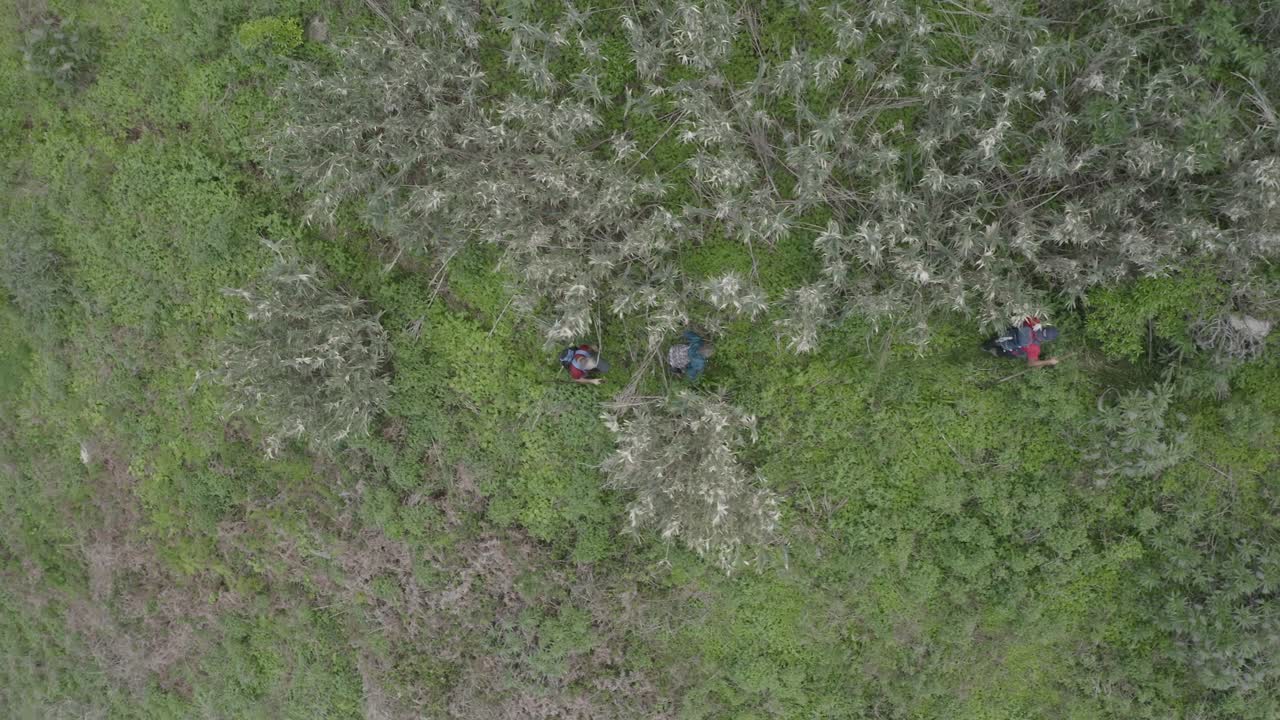 3 人がマデイラのケブラダ ド ネグロの野生の茂みを通る小道をハイキングしている