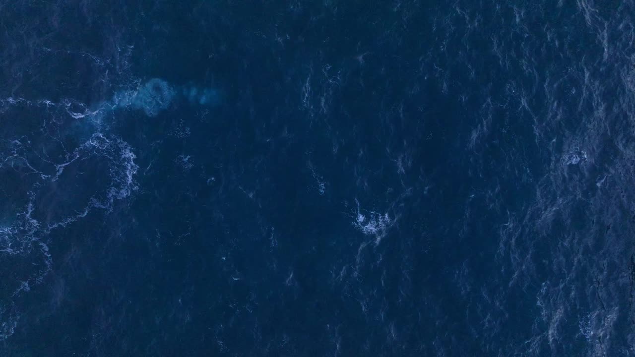 Incredibili riprese da drone di balene megattere con distintive pinne bianche. Keflavík, Islanda.