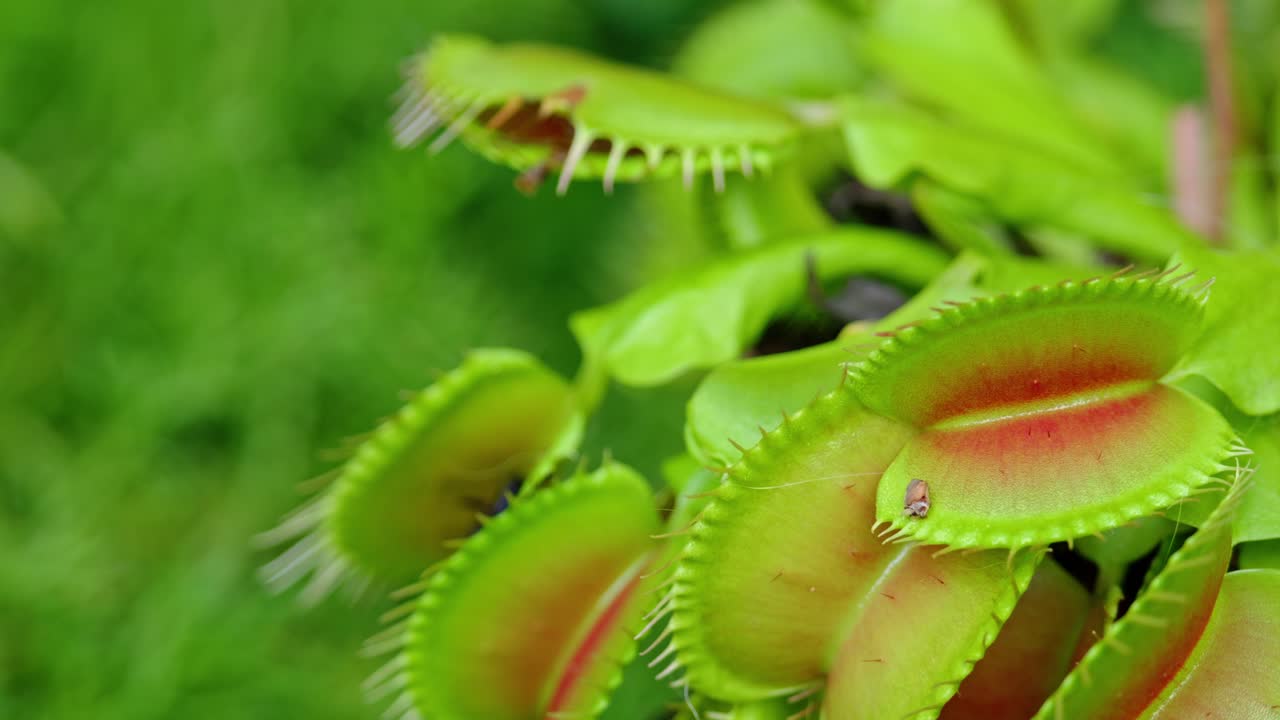 Vista dettagliata di un fiore di Venere acchiappamosche e delle sue trappole che si aprono