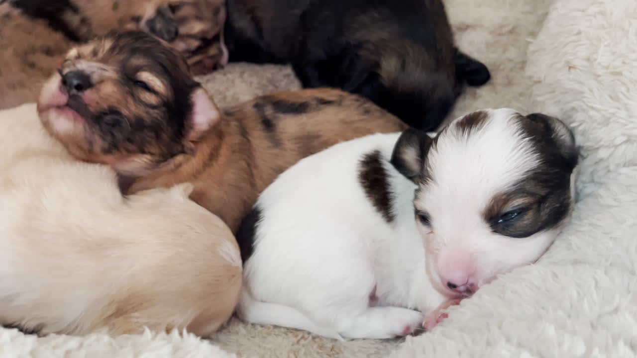 작은 다색 강아지들이 침대에서 쉬고 있다